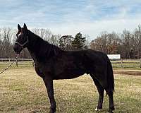 beautiful-mover-draft-horse