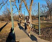 tobiano-therapy-horse