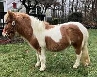 paint-pony-gelding