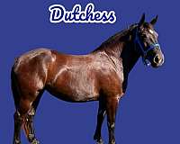 and-clips-draft-horse