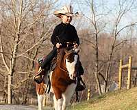 brown-white-miniature-pony