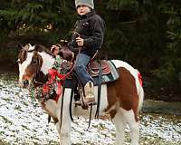 canter-miniature-pony