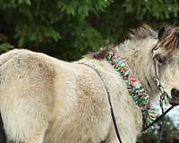 6-hand-buckskin-pony