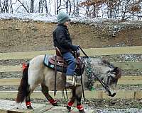 all-around-miniature-pony