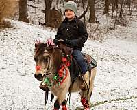 buckskin-gelding-miniature-pony