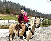 buckskin-overo-kentucky-mountain-mare