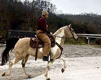 been-trail-rode-kentucky-mountain-horse