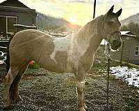 bow-kentucky-mountain-horse