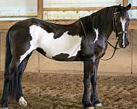 black-overo-pinto-horse