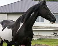 double-registered-friesian-horse