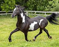 hunter-friesian-horse