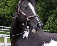 ridden-english-friesian-horse