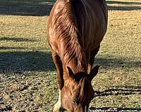 quarter-horse-gelding