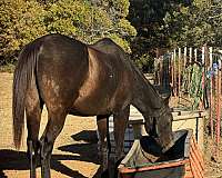 quarter-horse-for-sale