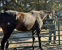 quarter-horse-gelding