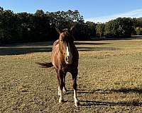 halter-quarter-horse