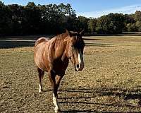 jumping-quarter-horse