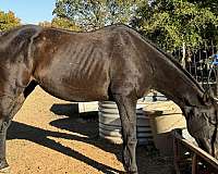 sorrel-quarter-horse-gelding