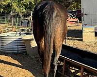 sorrel-halter-horse