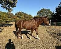 trail-quarter-horse