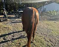 jumping-gelding