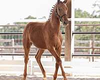 dressage-dutch-warmblood-horse