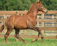 collected-dutch-warmblood-horse