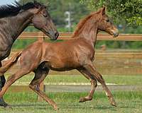 day-dutch-warmblood-horse