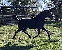 coeur-dutch-warmblood-horse