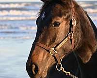 daily-dutch-warmblood-horse