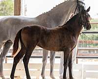 daily-dutch-warmblood-horse