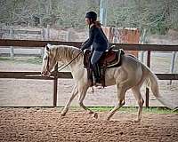 cremello-rein-horse