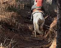 shawnee-bug-quarter-horse