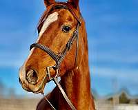 chestnut-thoroughbred-mare