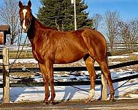 chestnut-thoroughbred-mare