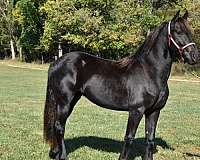 friesian-horse-for-sale