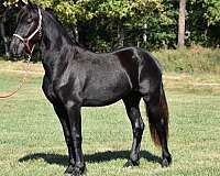 friesian-horse