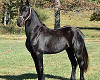 friesian