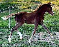 grp-welsh-pony