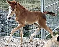 german-riding-pony-filly