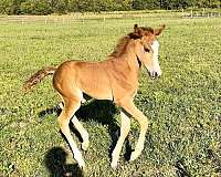 half-welsh-filly