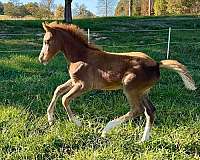 german-riding-pony-filly