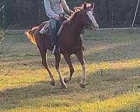 lesson-quarter-horse