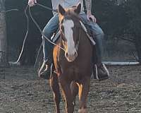 ranch-quarter-horse