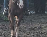 ridden-western-quarter-horse