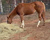 trail-quarter-horse