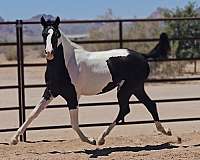 white-arabian-pinto-filly