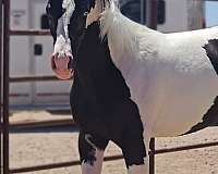 black-arabian-pinto-for-sale