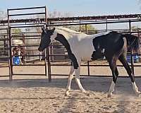 white-arabian-pinto-for-sale