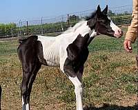 white-arabian-pinto-horse